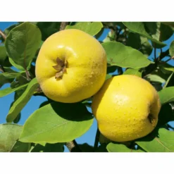 Weleda Neusspray Gencydo -Gezondheidsproducten Winkel 761884 3