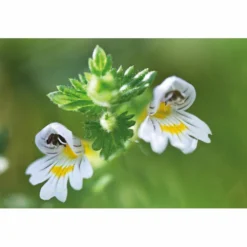 Weleda Oogdruppels Ogentroost Ampullen 7 Weleda Oogdruppels Ogentroost Ampullen -Gezondheidsproducten Winkel 761903 4