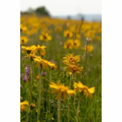 Weleda Badmelk Arnica Sport -Gezondheidsproducten Winkel 980206 4